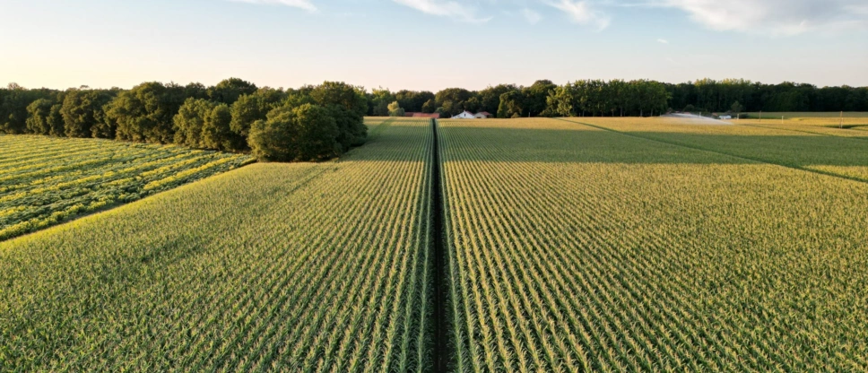 Maisadour client arago sap success factors